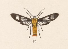 Phoenicoprocta lydia by no rights reserved, uploaded by Andreas Manz. Used under a CC0 license.