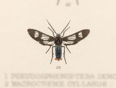 Phoenicoprocta lydia by no rights reserved, uploaded by Andreas Manz. Used under a CC0 license.
