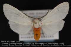 Pygarctia lorula by no rights reserved, uploaded by Andreas Manz. Used under a CC0 license.