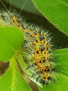 Spilosoma dubia by (c) Mark Richman, some rights reserved (CC BY), uploaded by Mark Richman. Used under a CC-BY license.