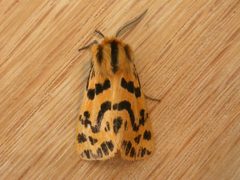 Spilosoma by (c) Donald Hobern, some rights reserved (CC BY). Used under a CC-BY license.