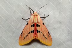 Spilosoma by (c) dhfischer, some rights reserved (CC BY), uploaded by dhfischer. Used under a CC-BY license.