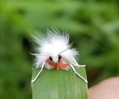 Spilosoma latipennis by (c) erothsch, some rights reserved (CC BY), uploaded by erothsch. Used under a CC-BY license.