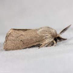 Spilosoma vagans by (c) Ken-ichi Ueda, some rights reserved (CC BY), uploaded by Ken-ichi Ueda. Used under a CC-BY license.