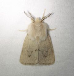 Spilosoma vagans by no rights reserved. Used under a CC0 license.