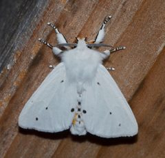 Spilosoma virginica by (c) Andy Reago & Chrissy McClarren, some rights reserved (CC BY). Used under a CC-BY license.