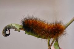 Spilosoma virginica by (c) 116916927065934112165, some rights reserved (CC BY), uploaded by 116916927065934112165. Used under a CC-BY license.