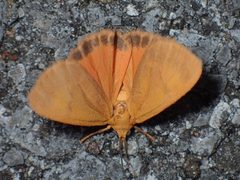 Virbia aurantiaca by (c) John P Friel, some rights reserved (CC BY), uploaded by John P Friel. Used under a CC-BY license.