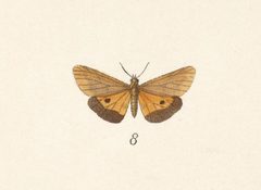 Virbia marginata by no rights reserved, uploaded by Andreas Manz. Used under a CC0 license.