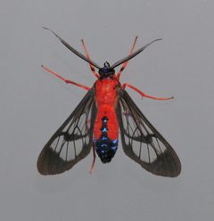 Cosmosoma myrodora by (c) Laura Gaudette, some rights reserved (CC BY), uploaded by Laura Gaudette. Used under a CC-BY license.