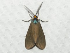 Ctenucha virginica by (c) Dan MacNeal, some rights reserved (CC BY), uploaded by Dan MacNeal. Used under a CC-BY license.