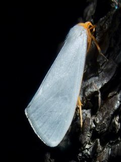 Agylla septentrionalis by (c) Sue Carnahan, some rights reserved (CC BY), uploaded by Sue Carnahan. Used under a CC-BY license.