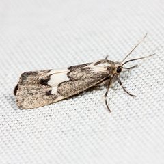 Cisthene deserta by (c) Ken-ichi Ueda, some rights reserved (CC BY). Used under a CC-BY license.