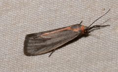 Cisthene striata by (c) Laura Gaudette, some rights reserved (CC BY), uploaded by Laura Gaudette. Used under a CC-BY license.