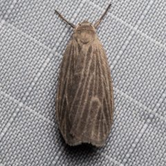 Crambidia by (c) Ken-ichi Ueda, some rights reserved (CC BY), uploaded by Ken-ichi Ueda. Used under a CC-BY license.