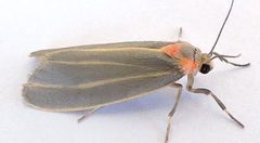 Haematomis uniformis by (c) jimeckert49, some rights reserved (CC BY). Used under a CC-BY license.