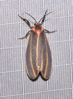 Haematomis uniformis by (c) Laura Gaudette, some rights reserved (CC BY), uploaded by Laura Gaudette. Used under a CC-BY license.