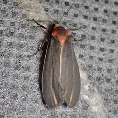 Haematomis uniformis by (c) Sue Carnahan, some rights reserved (CC BY), uploaded by Sue Carnahan. Used under a CC-BY license.