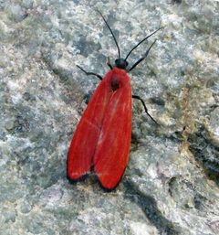 Lycomorpha by (c) gailhampshire, some rights reserved (CC BY). Used under a CC-BY license.