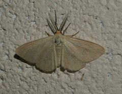 Neoplynes eudora by (c) Wendy McCrady, some rights reserved (CC BY), uploaded by Wendy McCrady. Used under a CC-BY license.
