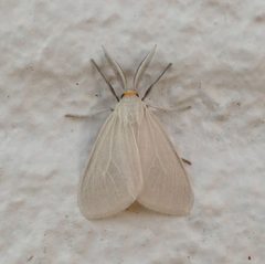 Neoplynes eudora by (c) Wendy McCrady, some rights reserved (CC BY), uploaded by Wendy McCrady. Used under a CC-BY license.
