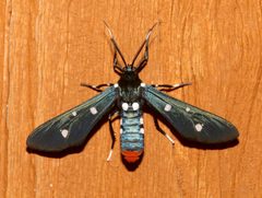 Syntomeida epilais by (c) Laura Gaudette, some rights reserved (CC BY), uploaded by Laura Gaudette. Used under a CC-BY license.