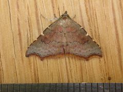 Boletobiinae by (c) Donald Hobern, some rights reserved (CC BY). Used under a CC-BY license.