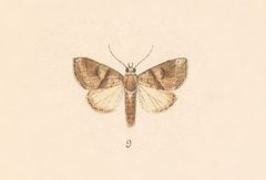 Cecharismena nectarea by no rights reserved, uploaded by Andreas Manz. Used under a CC0 license.