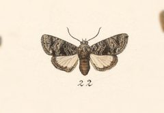 Concana mundissima by no rights reserved, uploaded by Andreas Manz. Used under a CC0 license.