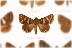 Coxina hadenoides by no rights reserved, uploaded by Andreas Manz. Used under a CC0 license.