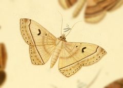 Epidromia pannosa by no rights reserved, uploaded by Andreas Manz. Used under a CC0 license.