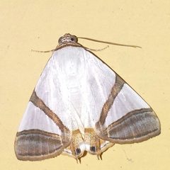 Eulepidotis persimilis by (c) Laura Gaudette, some rights reserved (CC BY), uploaded by Laura Gaudette. Used under a CC-BY license.