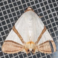Eulepidotis persimilis by (c) Victor Engel, some rights reserved (CC BY), uploaded by Victor Engel. Used under a CC-BY license.