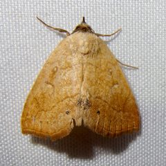 Isogona punctipennis by (c) Sue Carnahan, some rights reserved (CC BY), uploaded by Sue Carnahan. Used under a CC-BY license.