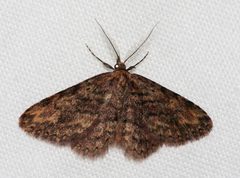 Mycterophora by (c) Jim Johnson, some rights reserved (CC BY), uploaded by Jim Johnson. Used under a CC-BY license.