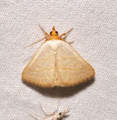 Oxycilla tripla by (c) Laura Gaudette, some rights reserved (CC BY), uploaded by Laura Gaudette. Used under a CC-BY license.