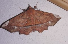 Syllectra erycata by (c) Arthur de Jesús Chavarría Pérez, some rights reserved (CC BY), uploaded by Arthur de Jesús Chavarría Pérez. Used under a CC-BY license.
