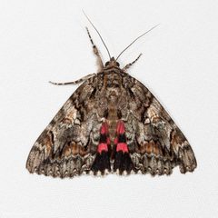 Catocala aholibah by (c) Ken-ichi Ueda, some rights reserved (CC BY), uploaded by Ken-ichi Ueda. Used under a CC-BY license.