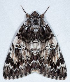 Catocala ilia zoe by (c) Don Loarie, some rights reserved (CC BY), uploaded by Don Loarie. Used under a CC-BY license.