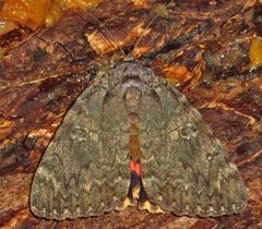Catocala umbrosa by (c) David Dodd, some rights reserved (CC BY), uploaded by David Dodd. Used under a CC-BY license.