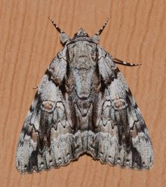 Catocala vidua by (c) Andy Reago & Chrissy McClarren, some rights reserved (CC BY). Used under a CC-BY license.