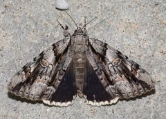 Catocala vidua by (c) Andy Reago & Chrissy McClarren, some rights reserved (CC BY). Used under a CC-BY license.