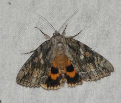 Catocala neogama by (c) Susan Blayney, some rights reserved (CC BY), uploaded by Susan Blayney. Used under a CC-BY license.