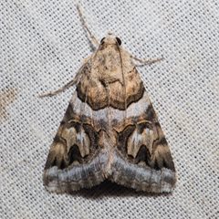 Drasteria howlandii by (c) Ken-ichi Ueda, some rights reserved (CC BY), uploaded by Ken-ichi Ueda. Used under a CC-BY license.