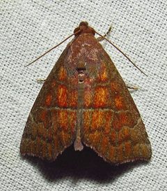 Anomis gentilis by (c) David Dodd, some rights reserved (CC BY), uploaded by David Dodd. Used under a CC-BY license.
