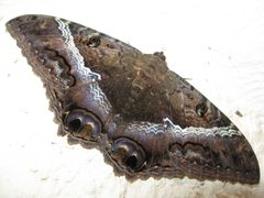 Ascalapha by (c) Bill McChesney, some rights reserved (CC BY). Used under a CC-BY license.
