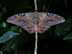 Ascalapha odorata by (c) Katja Schulz, some rights reserved (CC BY). Used under a CC-BY license.
