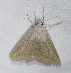 Caenurgia togataria by no rights reserved, uploaded by Scott Loarie. Used under a CC0 license.
