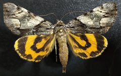 Catocala blandula by (c) Doug Macaulay, some rights reserved (CC BY), uploaded by Doug Macaulay. Used under a CC-BY license.