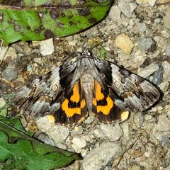 Catocala blandula by (c) Dan MacNeal, some rights reserved (CC BY), uploaded by Dan MacNeal. Used under a CC-BY license.
